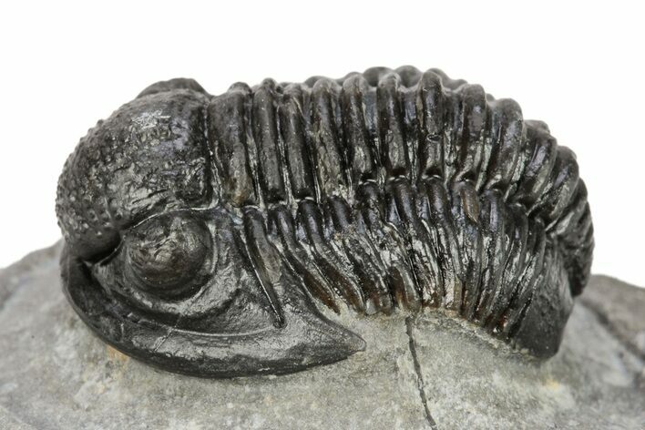 Detailed Gerastos Trilobite Fossil - Morocco #242764